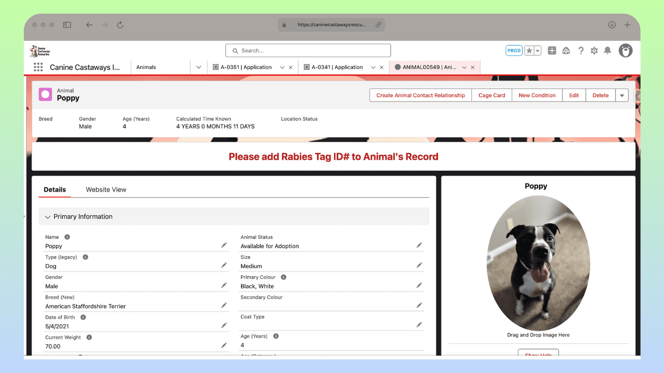 Canine Castaways - Salesforce Admin